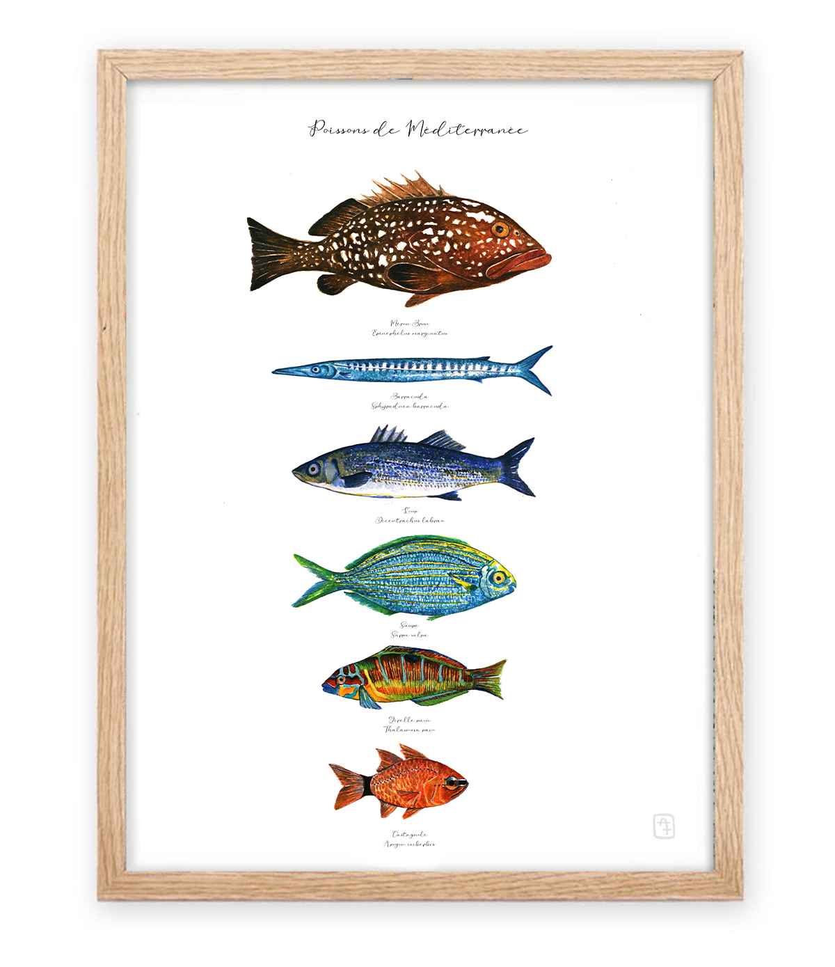 planche poissons méditerranée