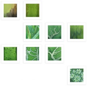 Textures de Posidonie